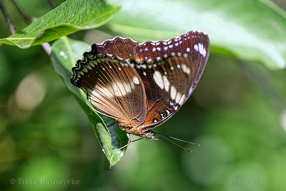Common Eggfly Butterfly (Hypolimnas bolina) - female  - Darwin - NT
