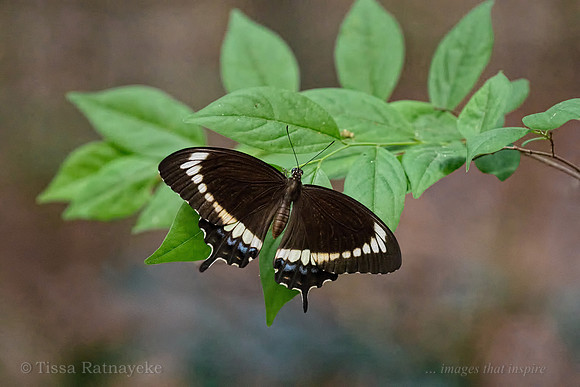 Fuscous Swallowtail (Papilio fuscus) - Darwin - NT