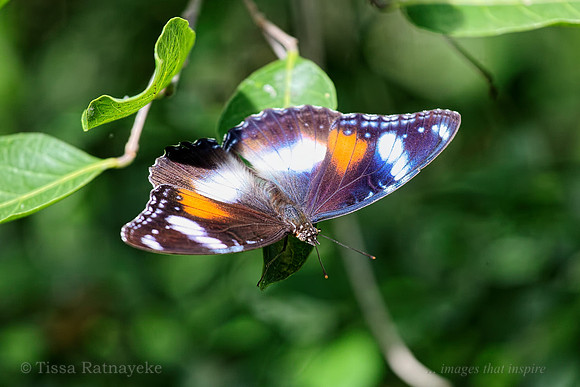 Common Eggfly Butterfly (Hypolimnas bolina) - female  - Darwin - NT