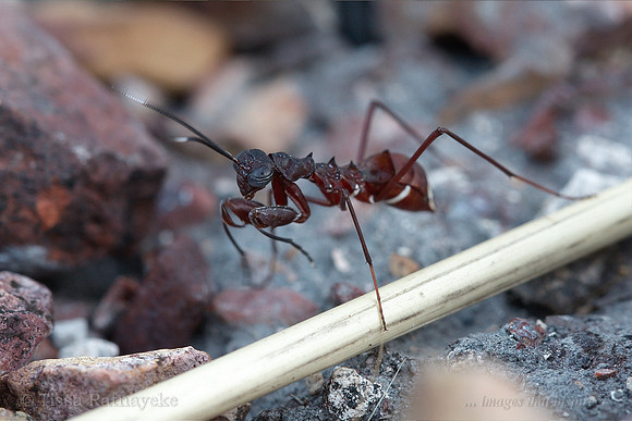 Terrestrial Mantid (flightless female) - Nesoxypilus sp. - Pony Ant Mimic - Darwin - NT