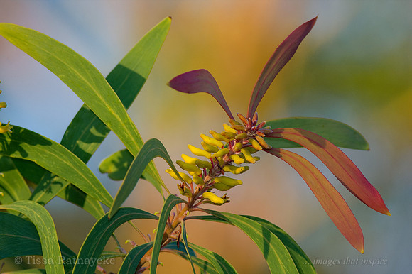 Milky Plum, Persoonia falcata - Darwin - NT