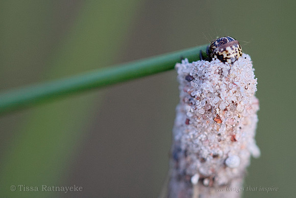 Case Moth Caterpillar - one of many unidentified species - Darwin - NT