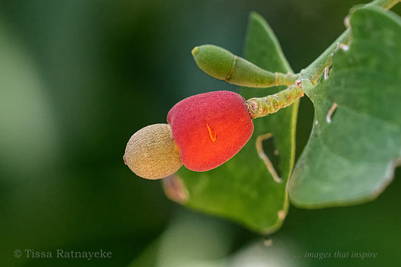 Native Cherry - Exocarpos latifolius - Darwin - NT