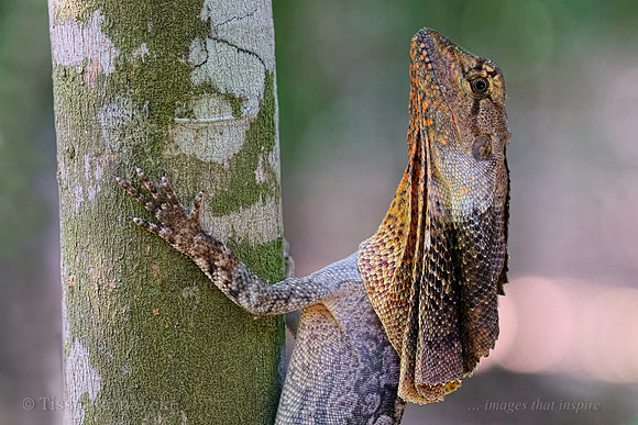 Frill-necked Lizard - Chlamydosaurus kingii - Darwin - NT
