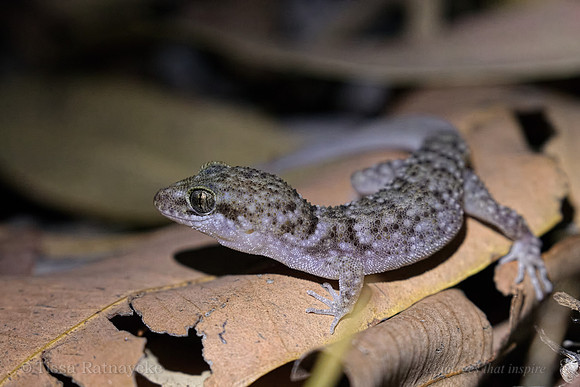 Bynoes Gecko - Darwin - NT