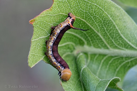 Bee Hawk Moth Caterpillar - Cephonodes kingii - Darwin - NT