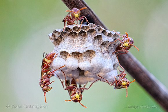 Paper Wasps - Polistes stigma - Darwin - NT