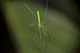 Green Long-jawed Spider - Tetragnathidae - Darwin - NT