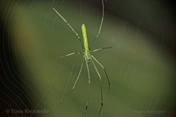 Green Long-jawed Spider - Tetragnathidae - Darwin - NT