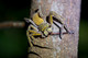 Female Neosparassus magareyi Huntsman feeding on a Damselfly - Darwin - NT
