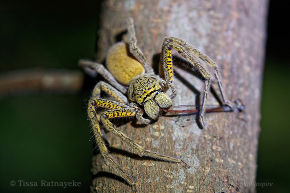 Female Neosparassus magareyi Huntsman feeding on a Damselfly - Darwin - NT