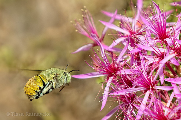 Native Bee - Amegilla (Notomegilla) aeruginosa - Darwin - NT