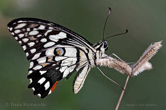 Chequered Swallowtail - Papilio demoleus - Darwin - NT