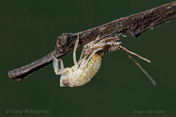 Eurybrachid Nymph Moulting - Darwin - NT