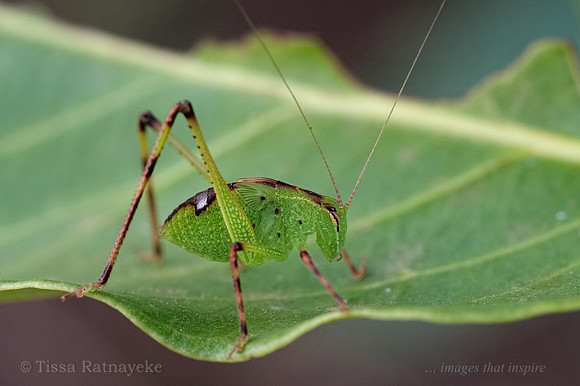 Green Katydid Nymph - possibly Caedicia species - Darwin - NT
