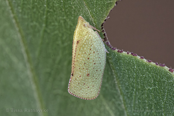 Flatid Planthopper - Darwin - NT