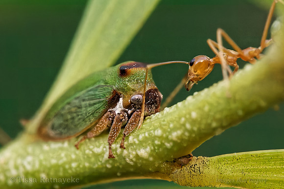 Horned Green Planthopper - Sextius species with Attendant Green Tree Ant - Darwin - NT