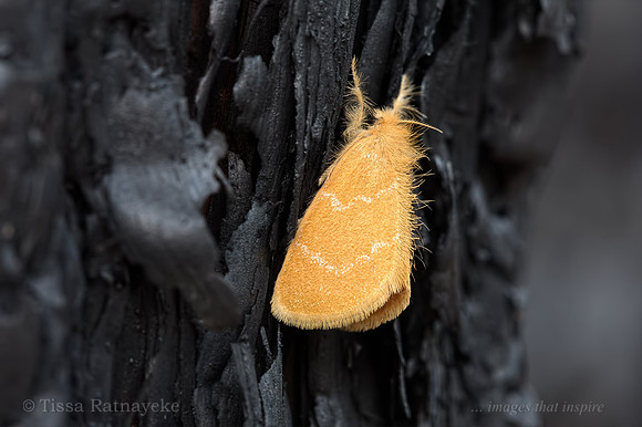 An Orange Tussock Moth on Burnt Tree Trunk - Euproctis lutea - Darwin - NT