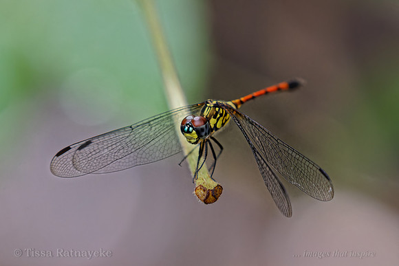 Red Swampdragon (Agrionoptera insignis allogenes)  - Darwin - NT