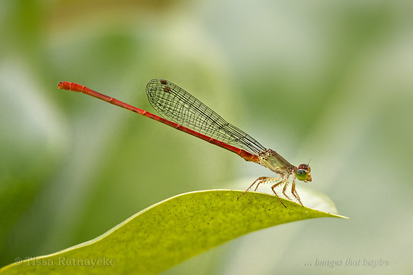 Redtail Damselfly - Ceriagrion aeruginosum - Darwin - NT