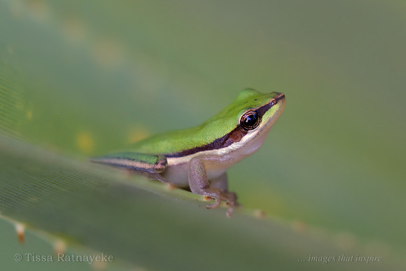 Northern Sedge Frog - Litoria bicolor - Darwin - NT