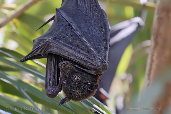 Black Flying-fox - Pteropus aecto - note Bat Flies - Darwin - NT