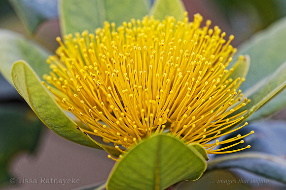 Yellow Flower of Bridal Tree - Xanthostemon paradoxus - Darwin - NT