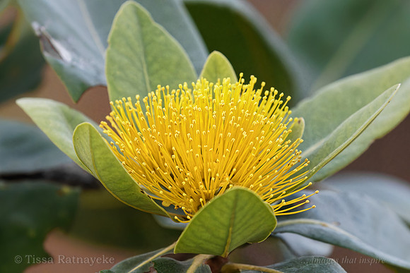 Yellow Flower of Bridal Tree - Xanthostemon paradoxus - Darwin NT