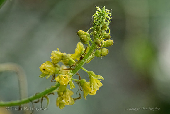 Yellow Flower of Prickly Fruit Bonduc - Caesalpinia bonduc - Darwiin - NT