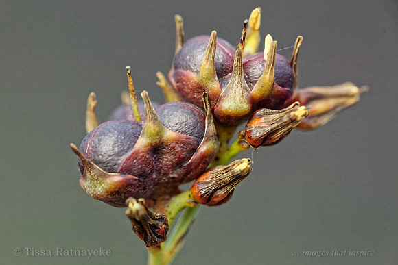Fruit of Haemodorum ensifolium - Darwin NT