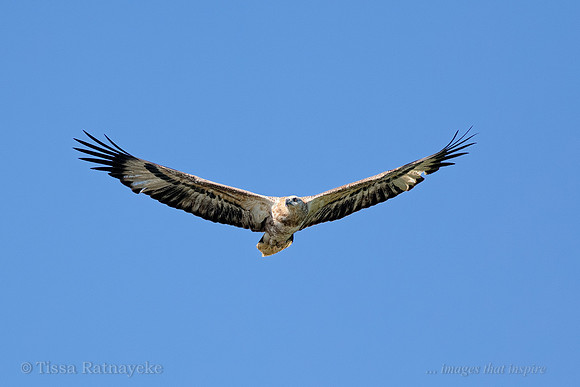 White-bellied Sea-eagle (Immature) - Mary River - NT