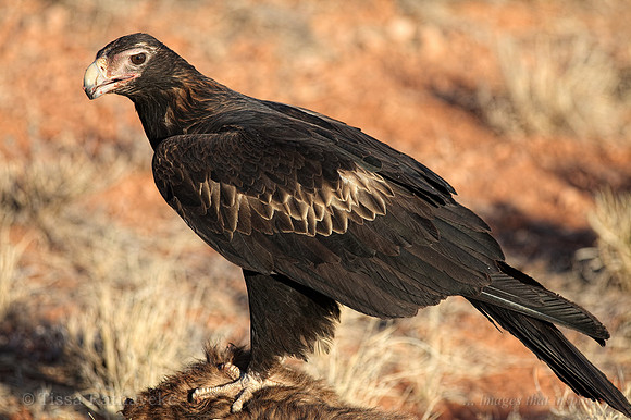 Wedge-tailed Eagle feeding on Kangaroo carcass - Central Australia