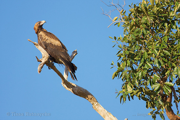Wedge-tailed Eagle - looking over shoulder