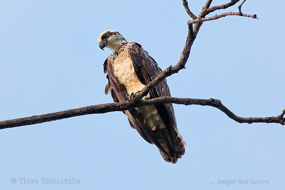 Osprey - Darwin - NT
