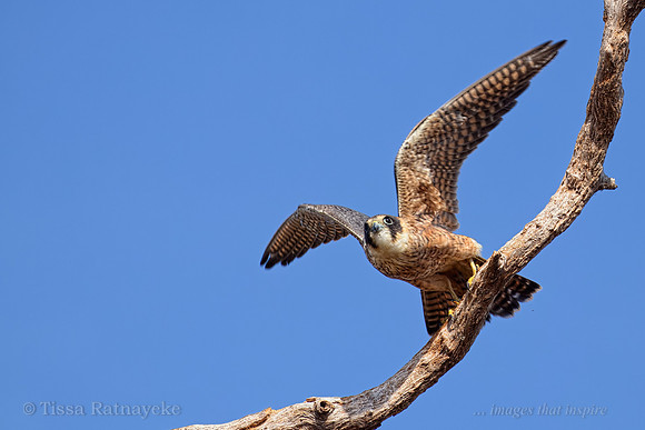 Australian Hobby in Flight