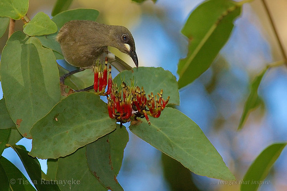 White-gaped Honeyeater feeding on Mistletoe Flowers