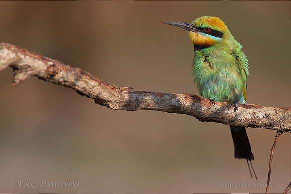 Rainbow Bee-eater