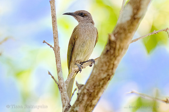 Brown Honeyeater - Darwin - NT