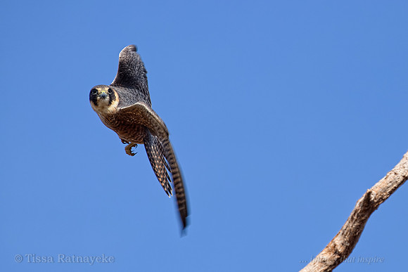 Australian Hobby in Flight