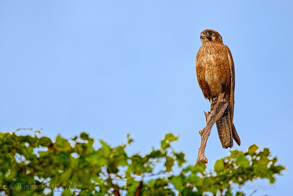 Brown Falcon (pale form) at Sunset - Darwin - NT