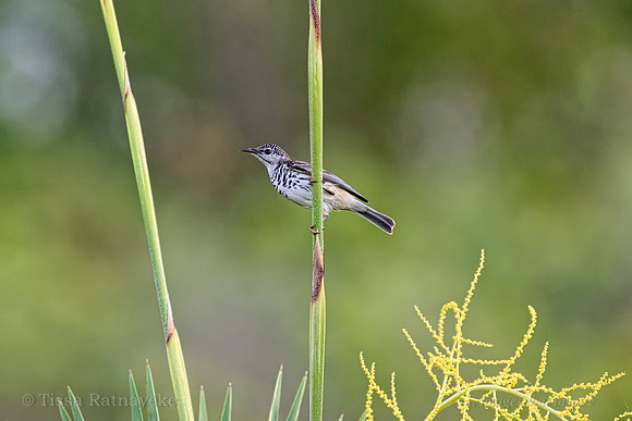 Bar-breasted Honeyeater - Darwin - NT