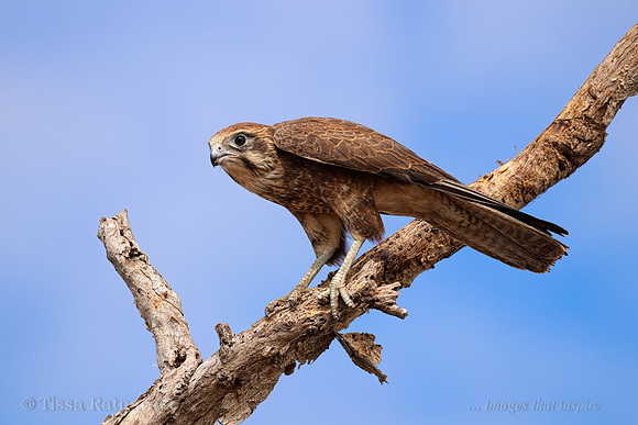 Brown Falcon
