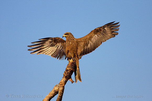 Black Kite Basking in Morning Sun