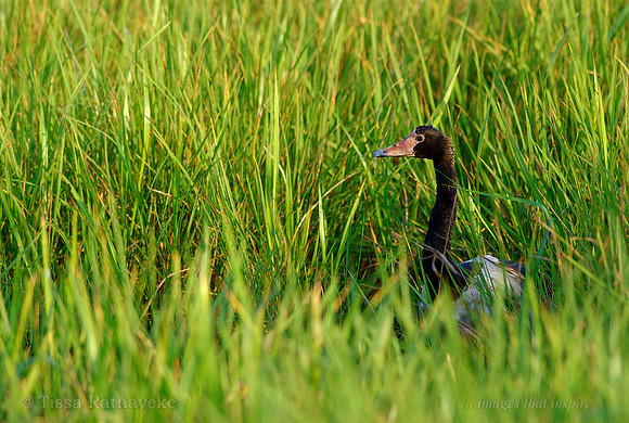 Magpie Goose in Long Grass - Darwin - NT