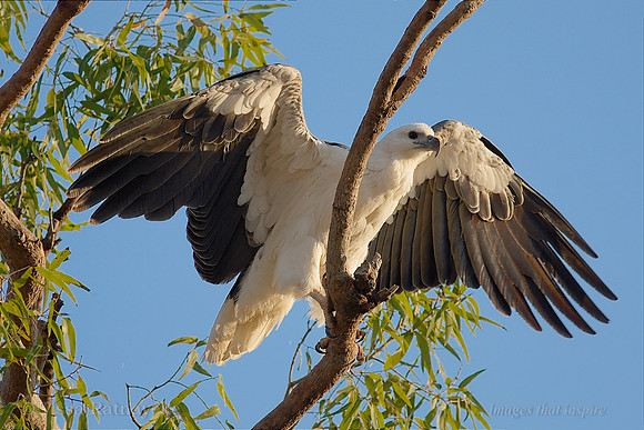 White-bellied Sea-eagle Stretching Wings