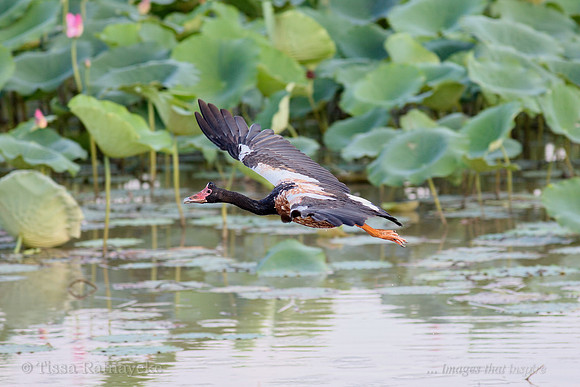 Flying Magpie Goose - Darwin - NT