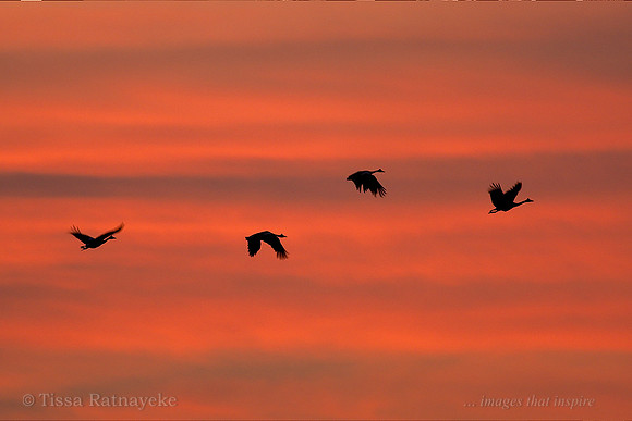 Magpie Geese Flying at Sunset