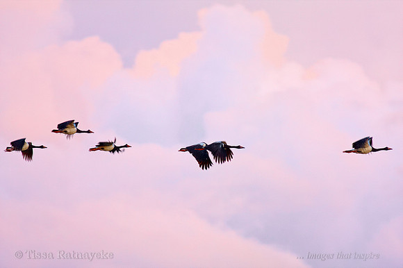 Magpie Geese Flying at Sunset - Darwin - NT