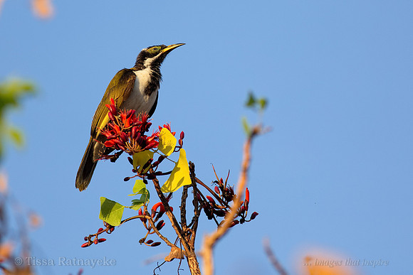 Blue-faced Honeyeater - immature, has green face - in Coral Tree - Darwin - NT