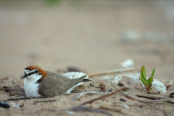 Male Red-capped Plover on Nest - Darwin - NT